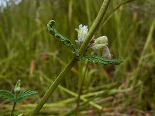 Nepeta racemosa