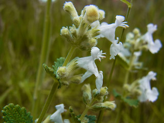 Nepeta racemosa