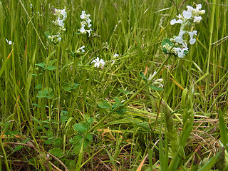 Nepeta racemosa