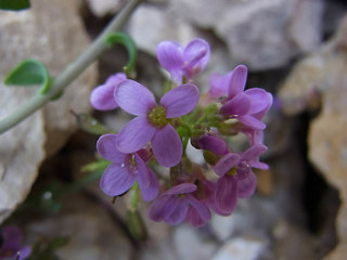 Noccaea rotundifolia