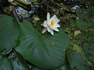 Nymphaea alba