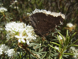 Nymphalis antiopa