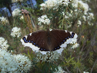 Nymphalis antiopa