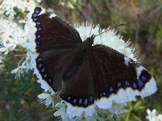 Nymphalis antiopa