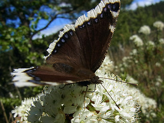 Nymphalis antiopa