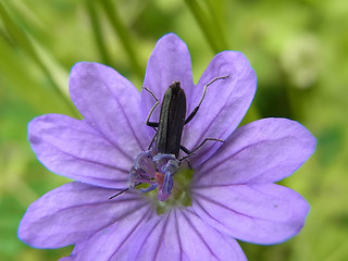 Oedemera lurida