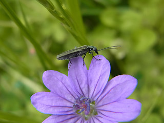 Oedemera lurida