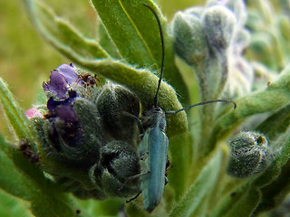 Opsilia coerulescens