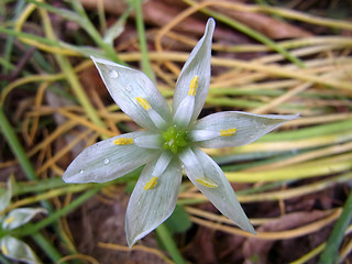 Ornithogalum umbellatum