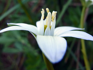 Ornithogalum umbellatum