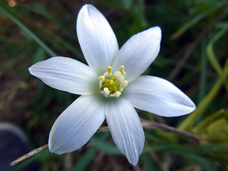 Ornithogalum umbellatum