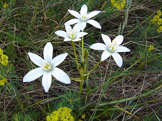 Ornithogalum umbellatum