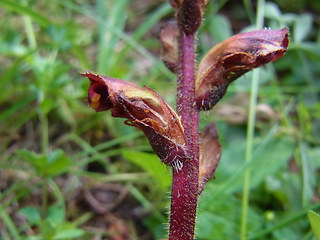 Orobanche gracilis