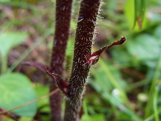 Orobanche gracilis