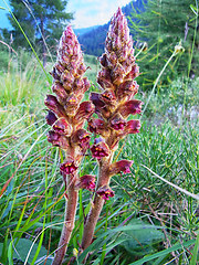 Orobanche gracilis