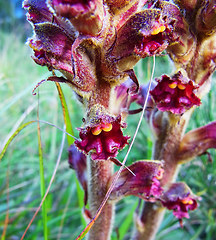 Orobanche gracilis