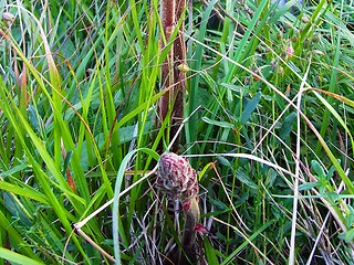 Orobanche gracilis