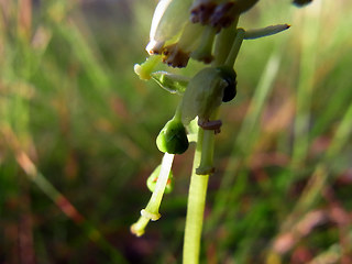 Orthilia secunda