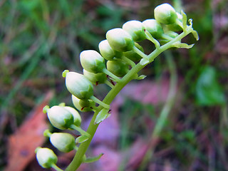 Orthilia secunda