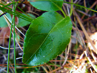 Orthilia secunda