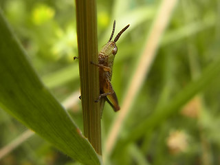 Orthoptera 37