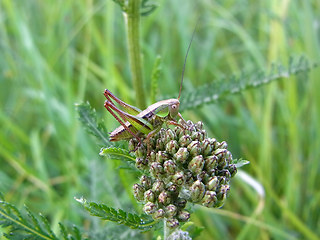 Orthoptera 40