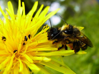 Osmia bicornis