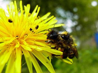 Osmia bicornis