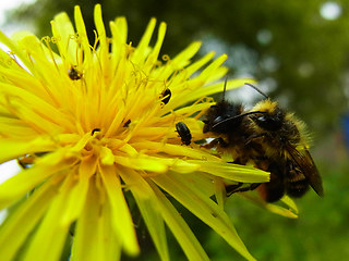 Osmia bicornis