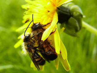 Osmia bicornis