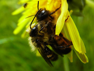 Osmia bicornis