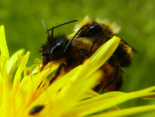 Osmia bicornis