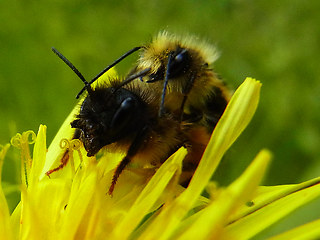 Osmia bicornis