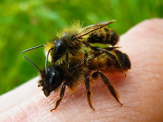 Osmia bicornis