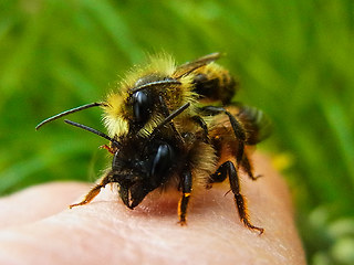 Osmia bicornis