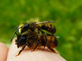 Osmia bicornis