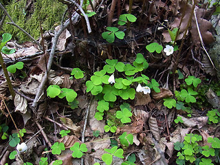 Oxalis acetosella