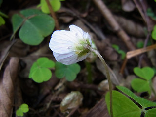 Oxalis acetosella