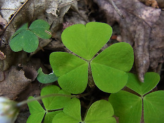 Oxalis acetosella