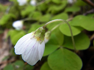 Oxalis acetosella