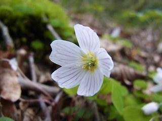 Oxalis acetosella