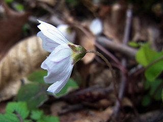 Oxalis acetosella