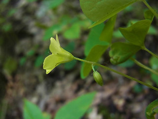 Oxalis stricta