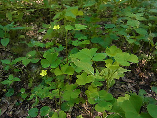 Oxalis stricta