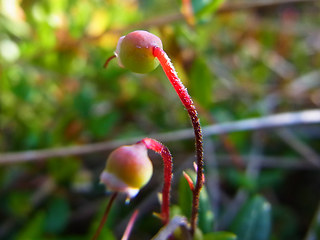 Oxycoccus palustris ssp. palustris