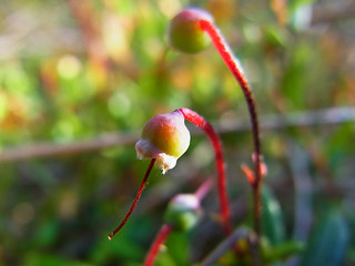 Oxycoccus palustris ssp. palustris