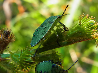 Palomena prasina