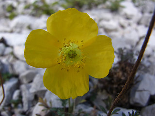 Papaver alpinum ssp. kerner