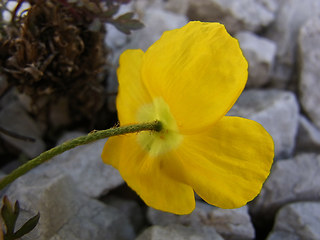 Papaver alpinum ssp. kerner