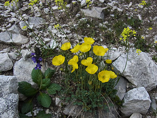 Papaver alpinum ssp. kerner